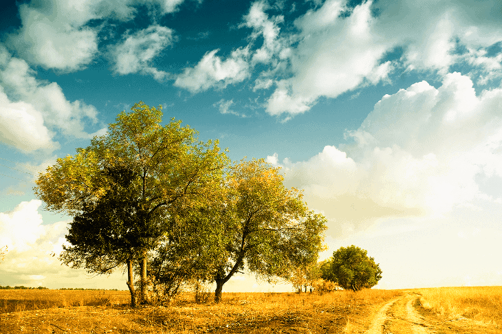 field and tree