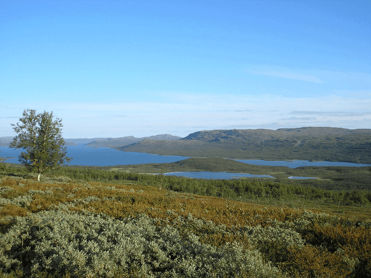 grassy field