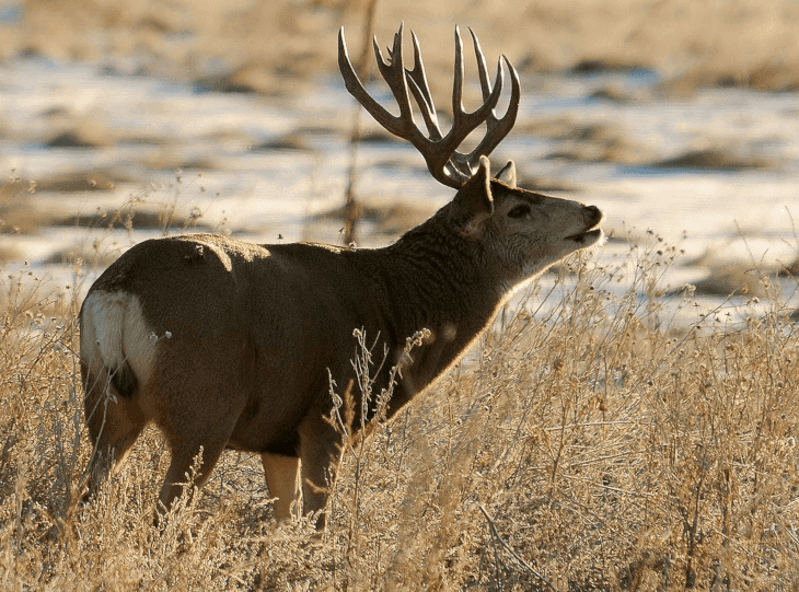 Antlers -- Mule Deer -- 2