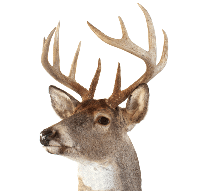 Antlers -- White-Tail -- 2