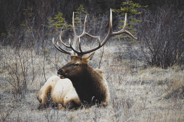 Bowhunting License -- Buck