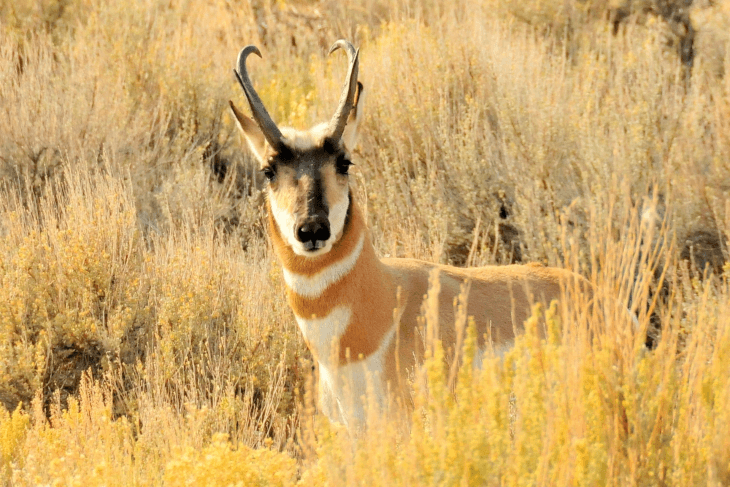 pronghorn