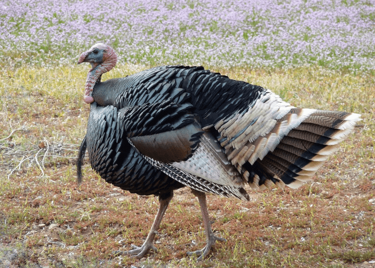 Bowhunting License -- Turkey