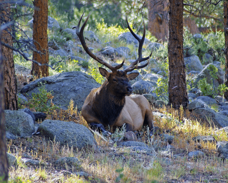 bull elk