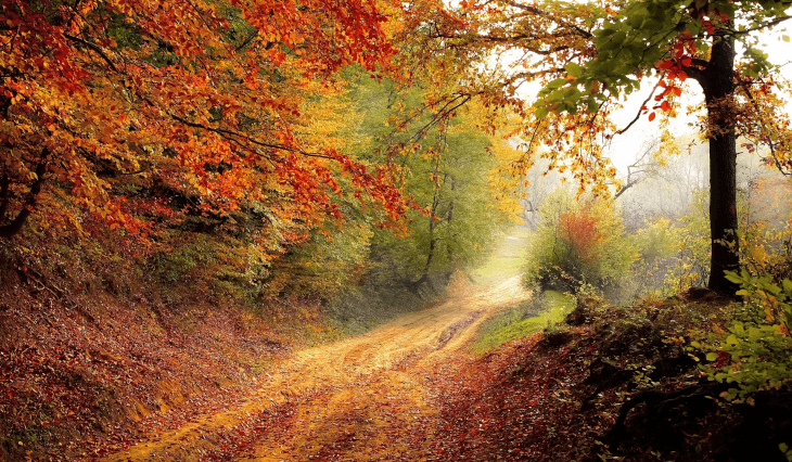 autumn woods