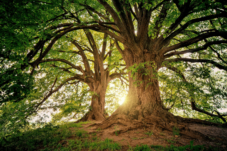 Classes -- Big Trees