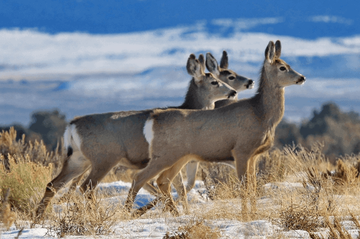 Coat -- Mule Deer -- 2