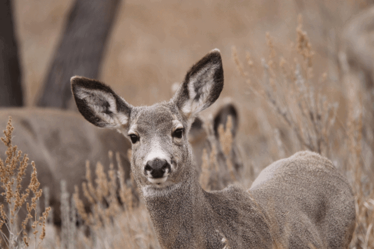 Ears -- Mule Deer -- 2