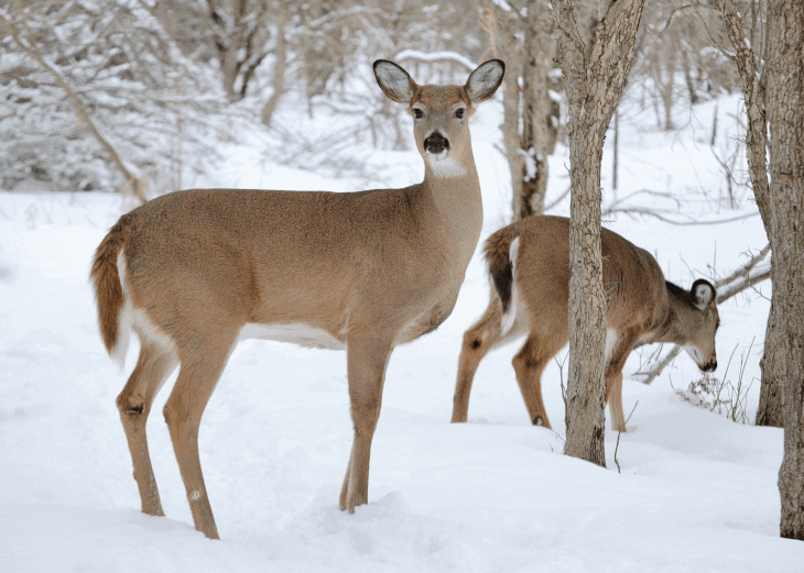 Deer Size Comparison Chart