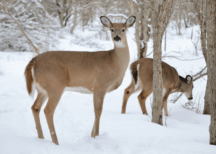 White Tailed Deer Size Chart