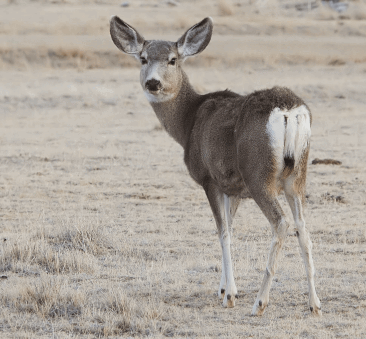 Face -- Mule Deer -- 2