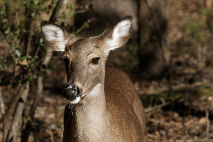 Face -- White-Tail -- 2