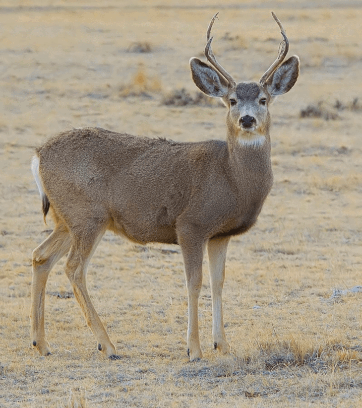 Tail -- Mule Deer -- 2