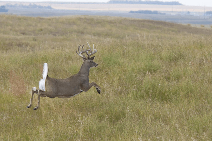 Tail -- White-Tail Deer -- 2
