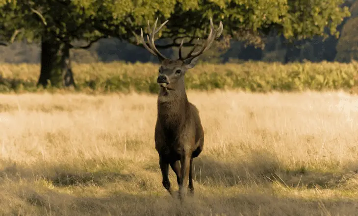 buck under tree