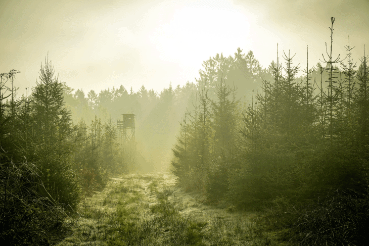 foggy forest