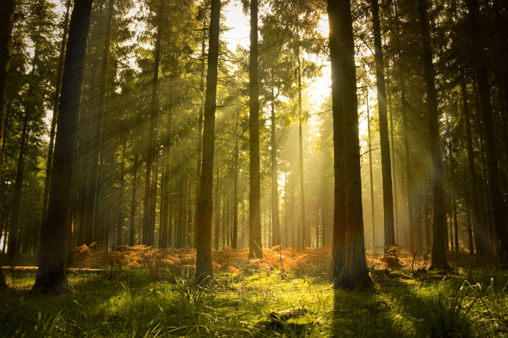 Forest at Dawn