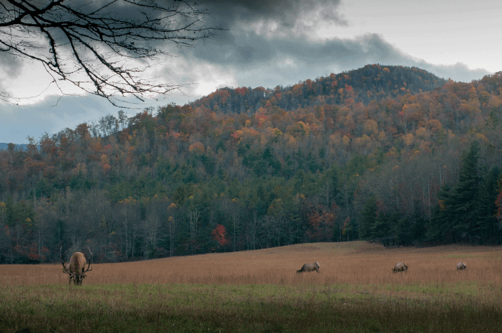 Game in the Field