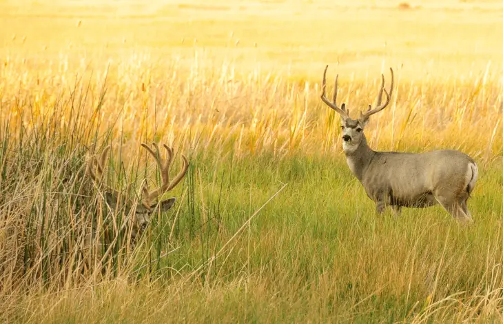 Bucks in the Tall Grass