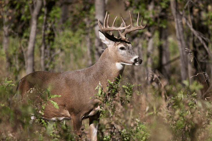 Whitetail Behind Bushes