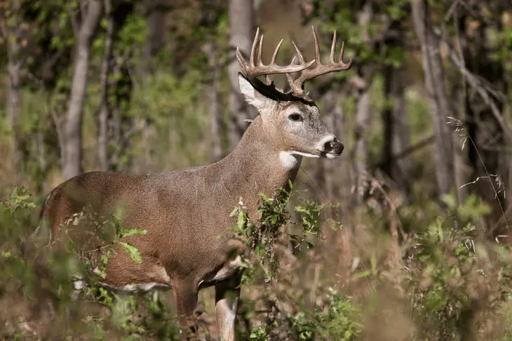 Whitetail Behind Bushes