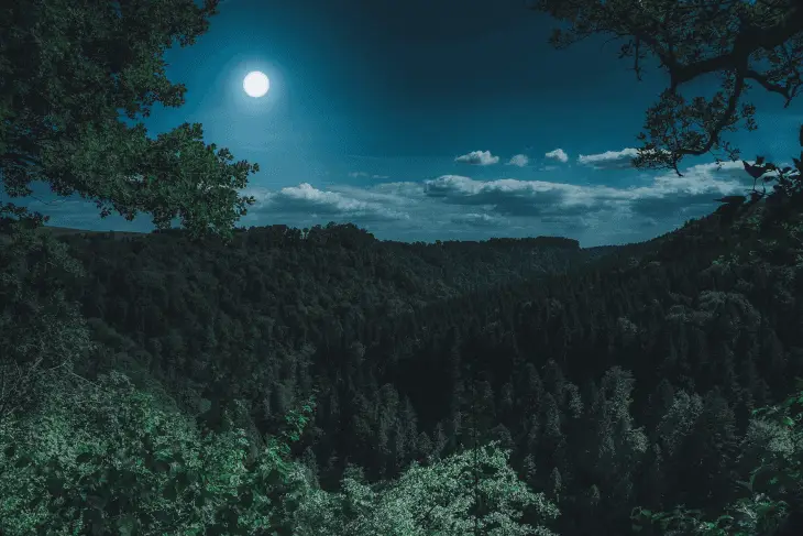 Moonlit Forest