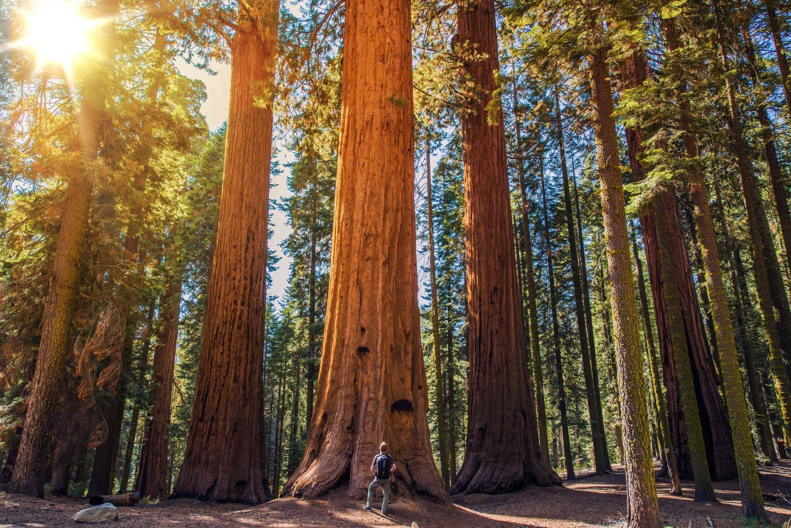 large tree