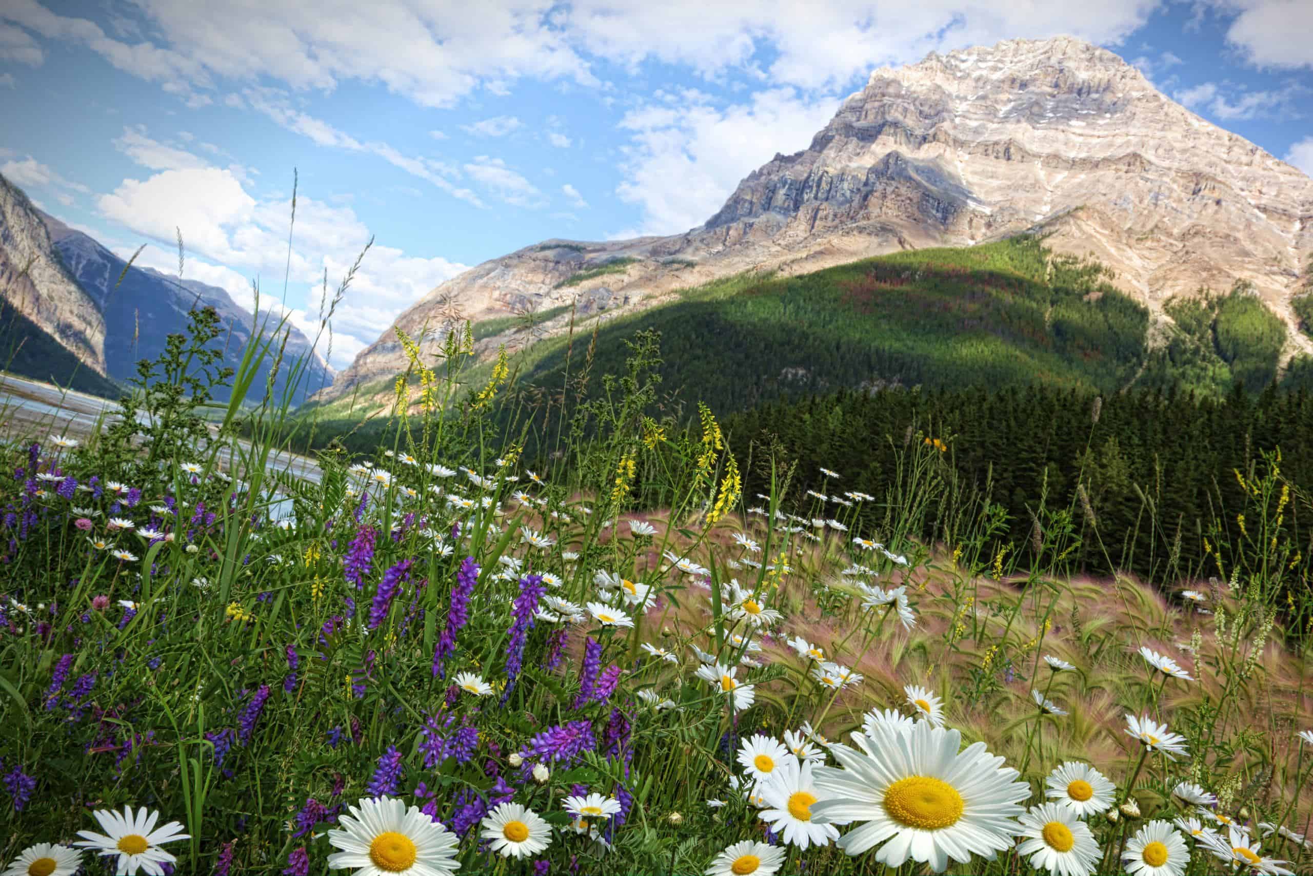 Mountainside Archery
