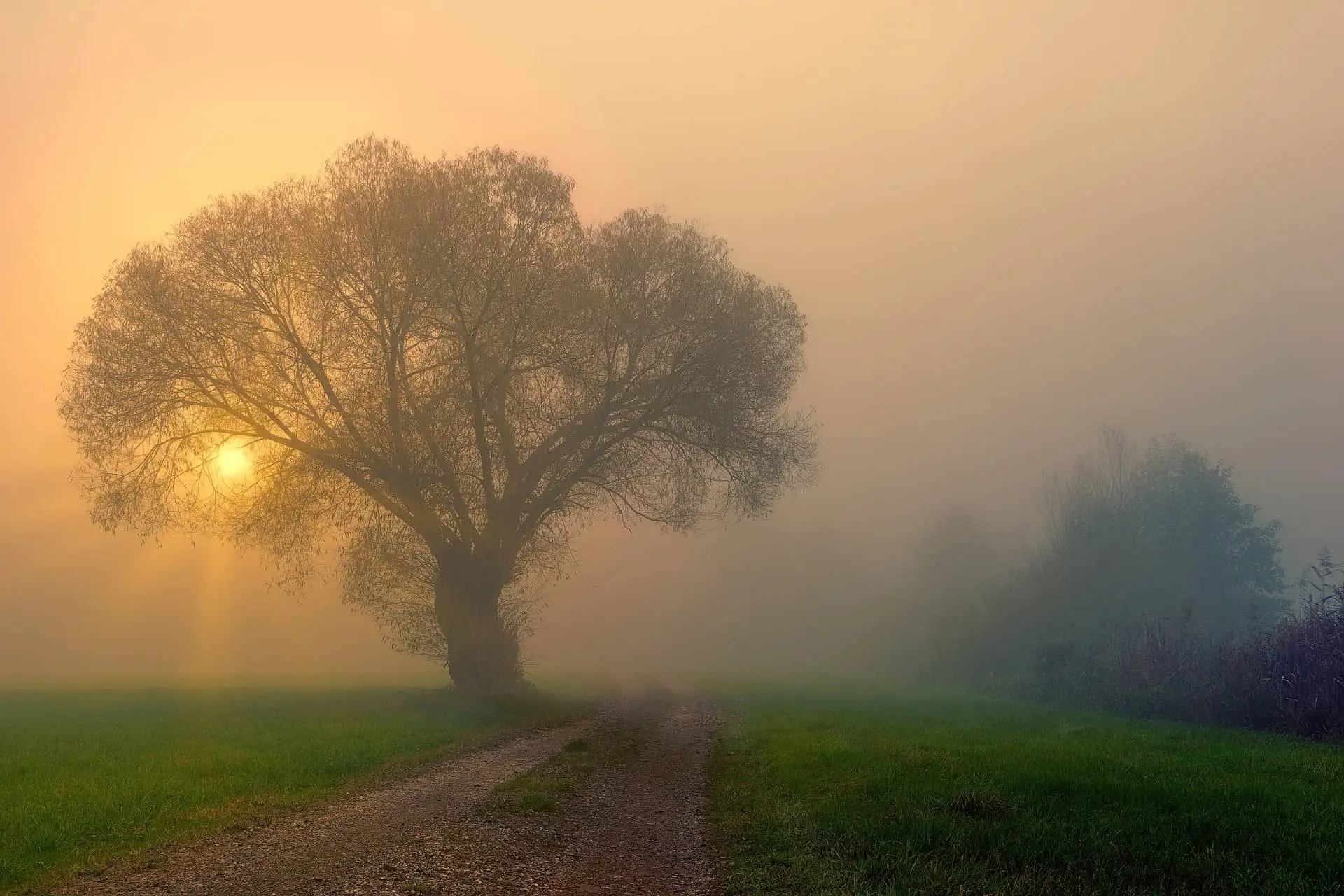 foggy path