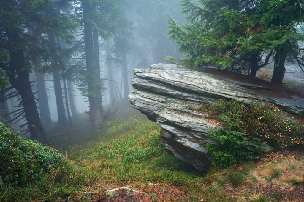 misty forest