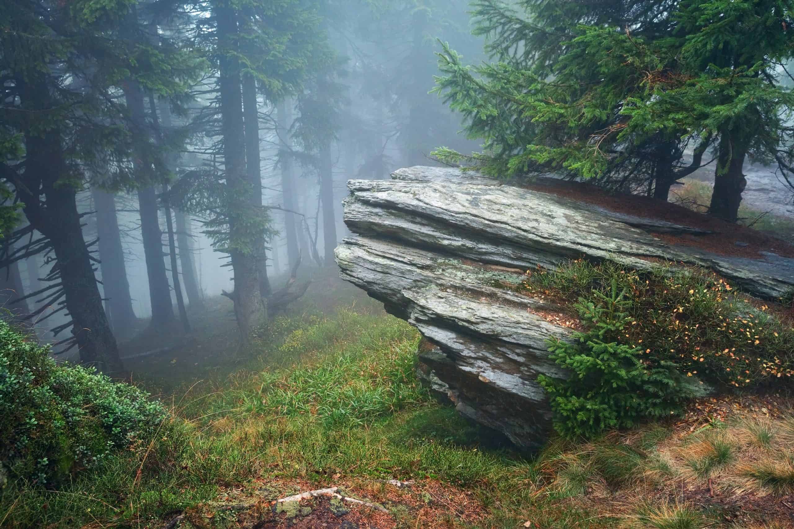 misty forest