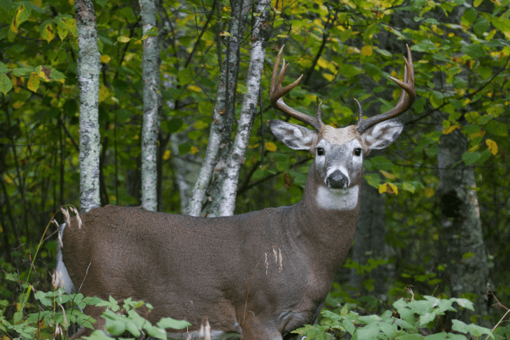 Buck in Front of Trees