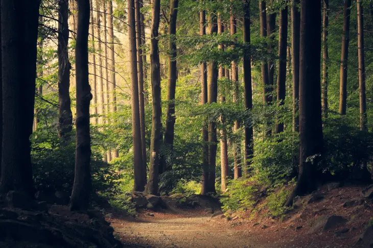 Forest Floor in Early Fall