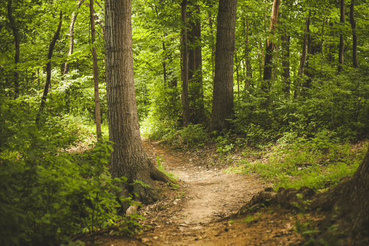 The Forest and the Funnel
