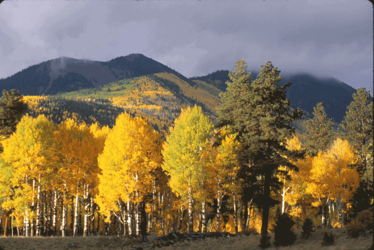 Trees and Mountains in Autumn