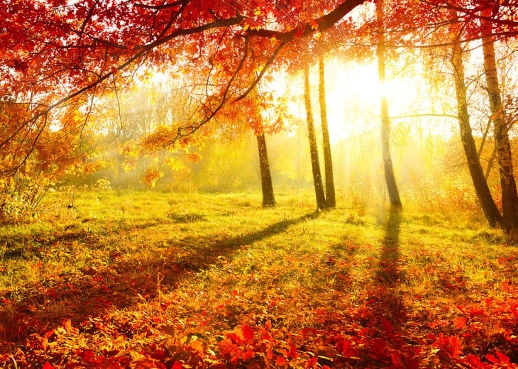 Fall Hunting Environment Before Dusk