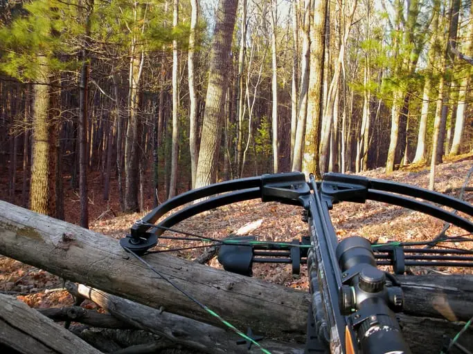 crossbow on tree trunk