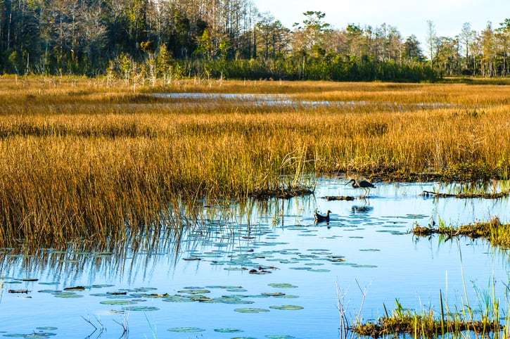 swamp birds
