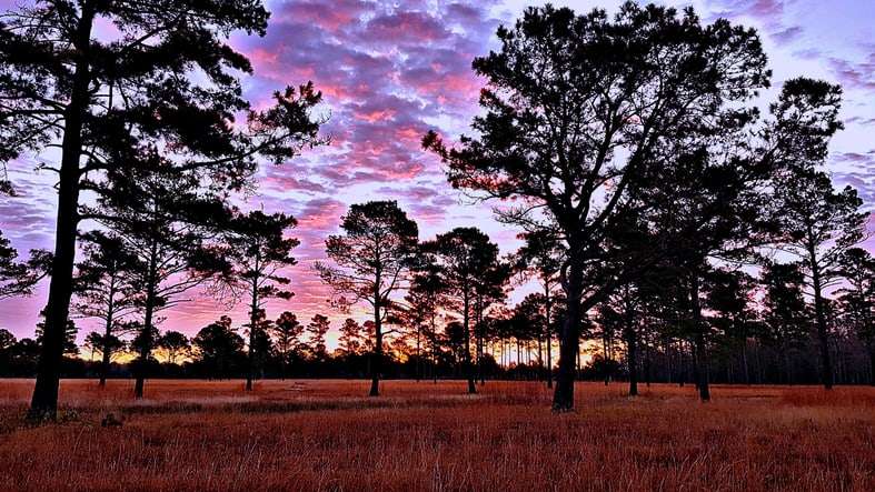 Quail hunting fields