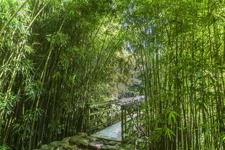 hawaii archery season