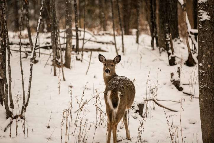 Michigan archery season