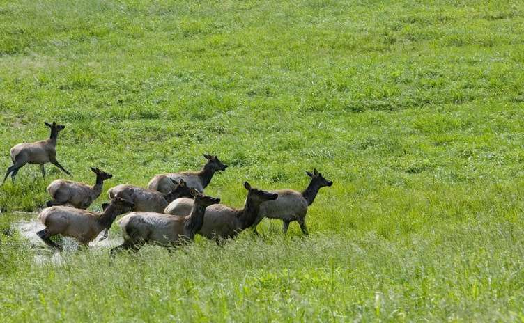 kentucky elk
