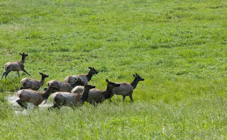 kentucky archery season