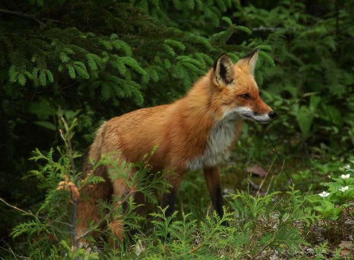 maine archery season