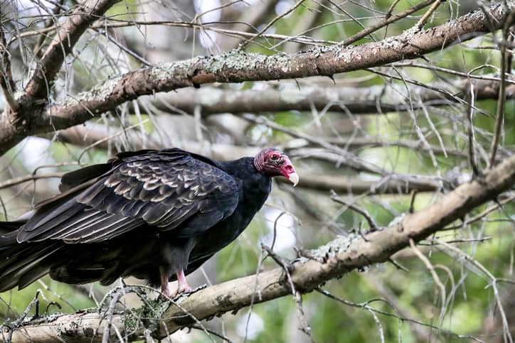 maryland archery season