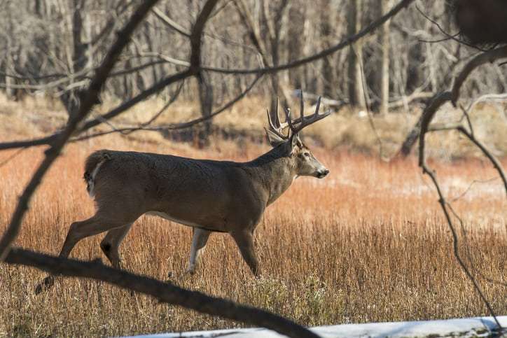 Deer in Minnesota