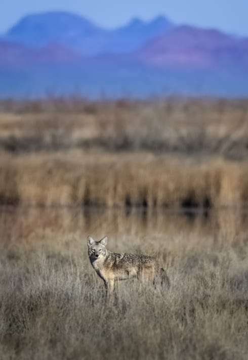 nevada archery season