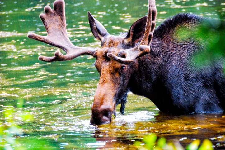 new hampshire archery season