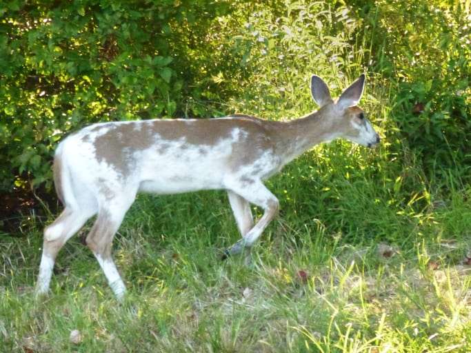 new jersey archery season