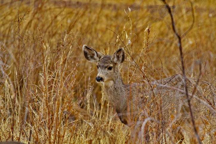 new mexico archery season